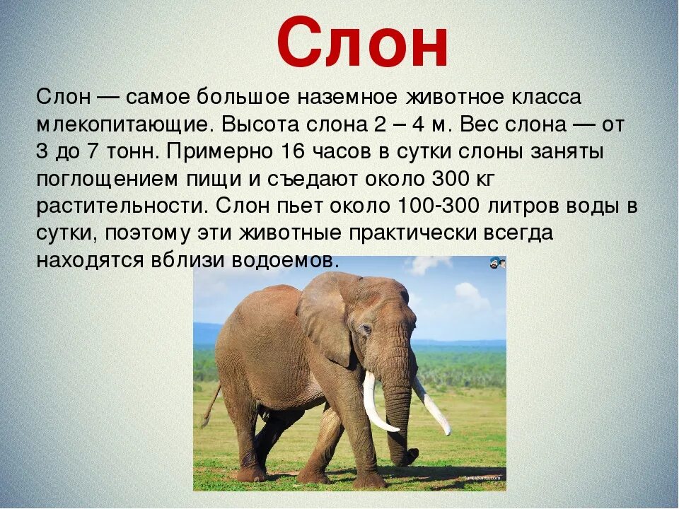 Доклад о слонах. Высота слона. Высота африканского слона. Описание слона.