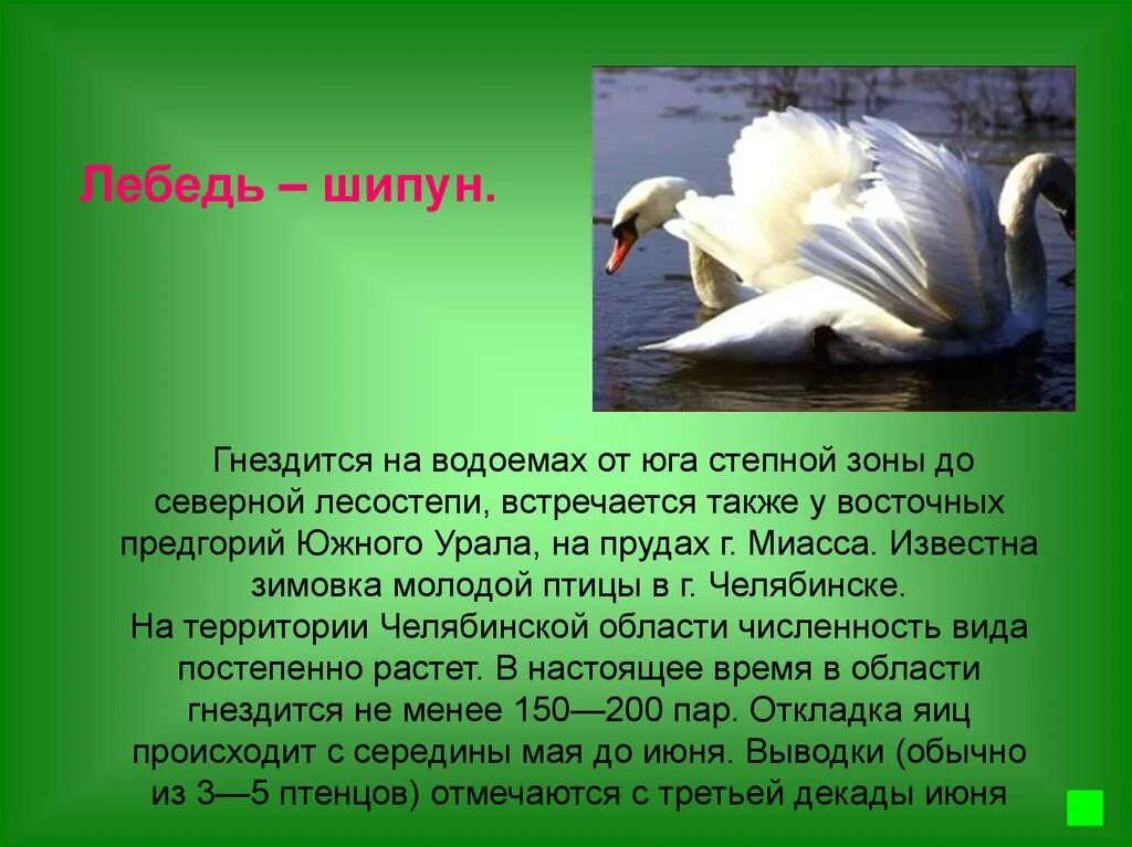 лебеди в красной книге