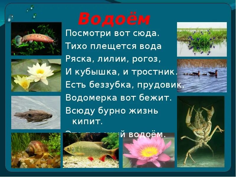 Жизнь в пресной воде 3 класс. Обитатели пресных вод. доклад о водоемах. жизнь в пресных льдахх. водоемы презентация.
