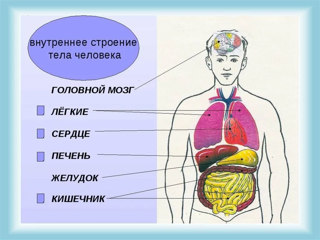 Внешняя часть человека