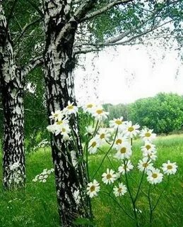 Ромашки березы