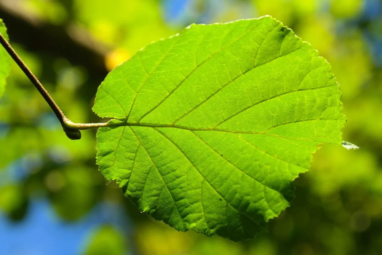 Leaves on the back. Лещина обыкновенная листья. Лесной орех дерево орешник. Лист орешника лещина. Лесной орех лещина.