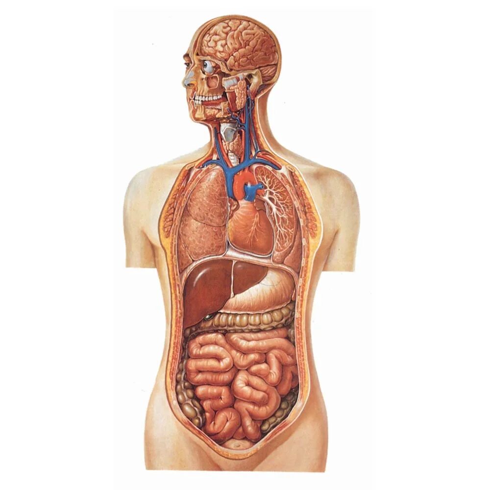 Органы человека картинка. Внутренние органы человека. Муляж внутренних органов человека. Внутренниеиорганы человека.