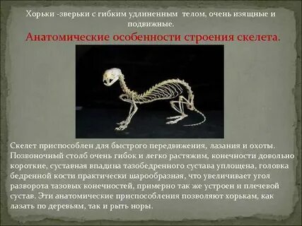 Скелет приспособлен