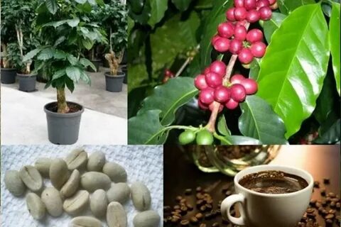 Цветов кофе арабика