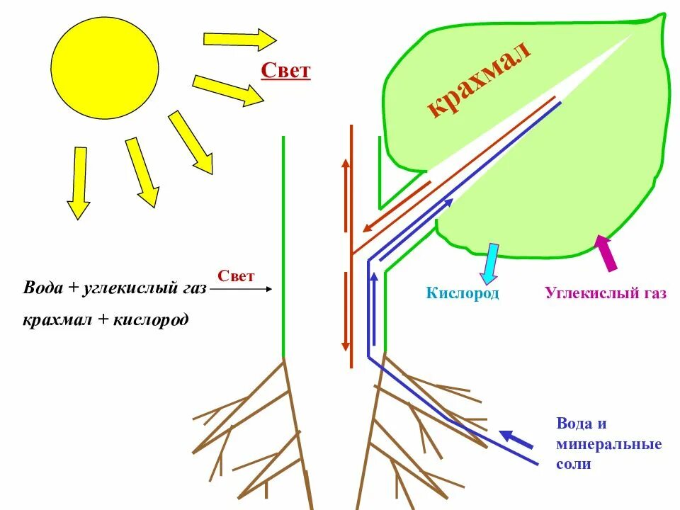 Кислород углекислый газ вода солнечный свет. Схема фотосинтеза у растений. Фотосинтез 6 класс. Фотосинтез 6 класс биология. Схема фотосинтеза 6.