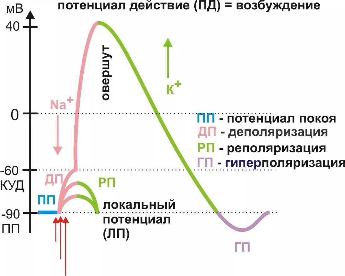 Потенциал действия физиология это. Схема потенциала действия физиология. Потенциал действия график и фазы. 3 Фаза потенциала действия. Фазы потенциала действия физиология график.