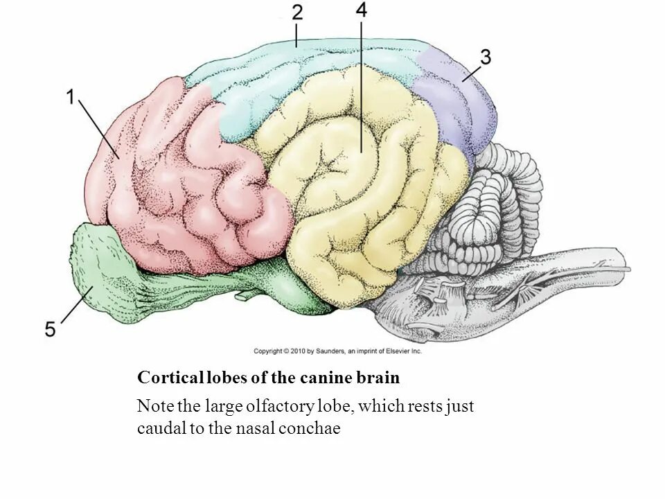 Мозг кошки. Головной мозг собаки анатомия. Строение головного мозга собаки. Структуры головного мозга собаки. Схема строения головного мозга собаки.