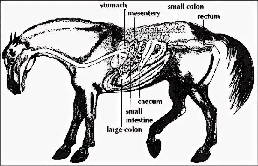 Кишечник лошади строение. Кишечник лошади анатомия. Пищеварительный аппарат лошади.