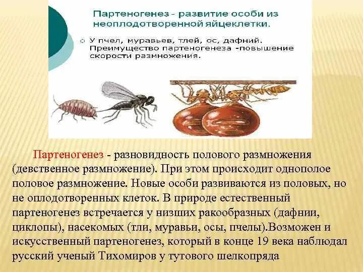 Потомство развивается из неоплодотворенной яйцеклетки. Партеногенез у пчел и муравьев. партеногенез развитие из неоплодотворенной яйцеклетки. муравьи партеногенез.