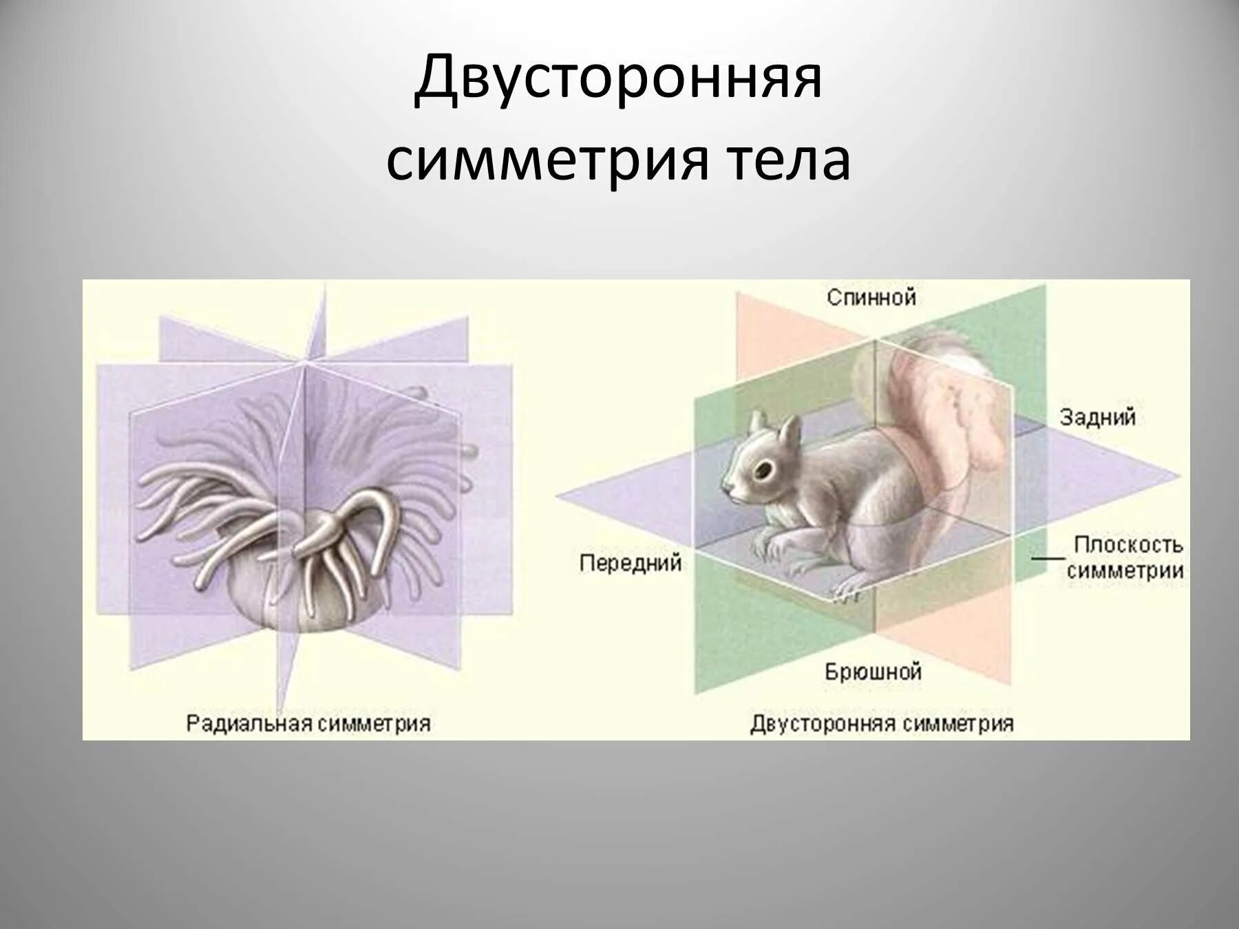 Чем отличается двусторонняя симметрия. Билатеральная симметрия. двусторонне симметричные животные. симметрия тела. двусторонняя симметрия тела у животных.