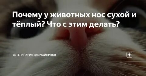 Сухой теплый нос