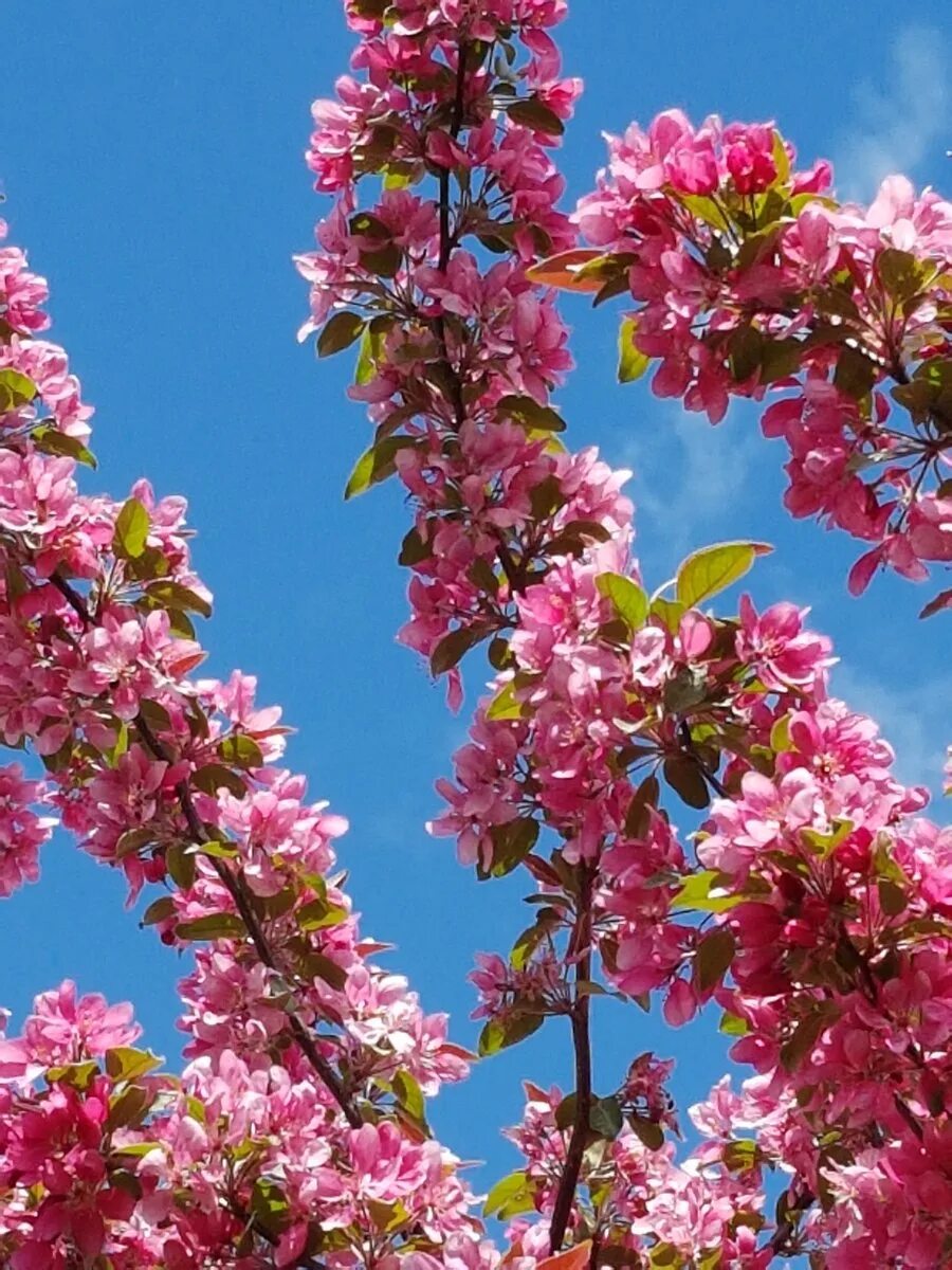 Малус флорибунда. Яблоня обильноцветущая Malus floribunda. Яблоня декоративная флорибунда. Malus floribunda/малус флорибунда. Яблоня флорибунда