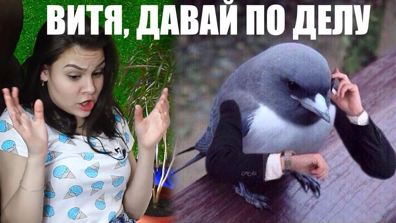 Дайте вите