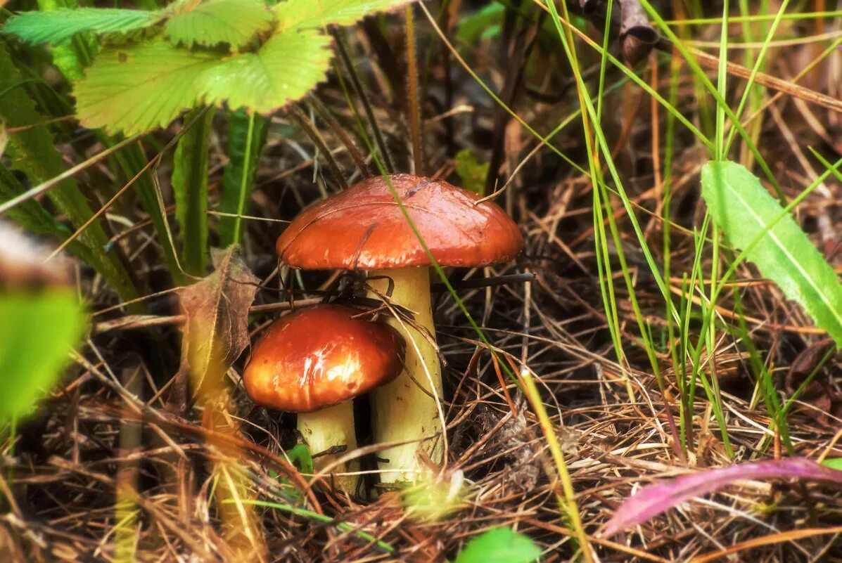 Маслёнок гриб. Маслёнок обыкновенный грибы. Маслёнок обыкновенный (Suillus luteus). Масленок Пихтовый.