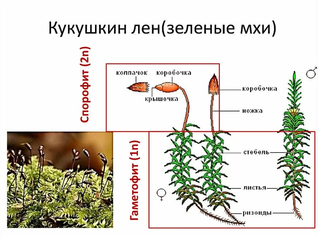 Изучите внешнее строение мха. Кукушкин лен строение коробочки. строение гаметофита кукушкина льна. кукушкин лен жизненный цикл. кукушкин лён предросток.