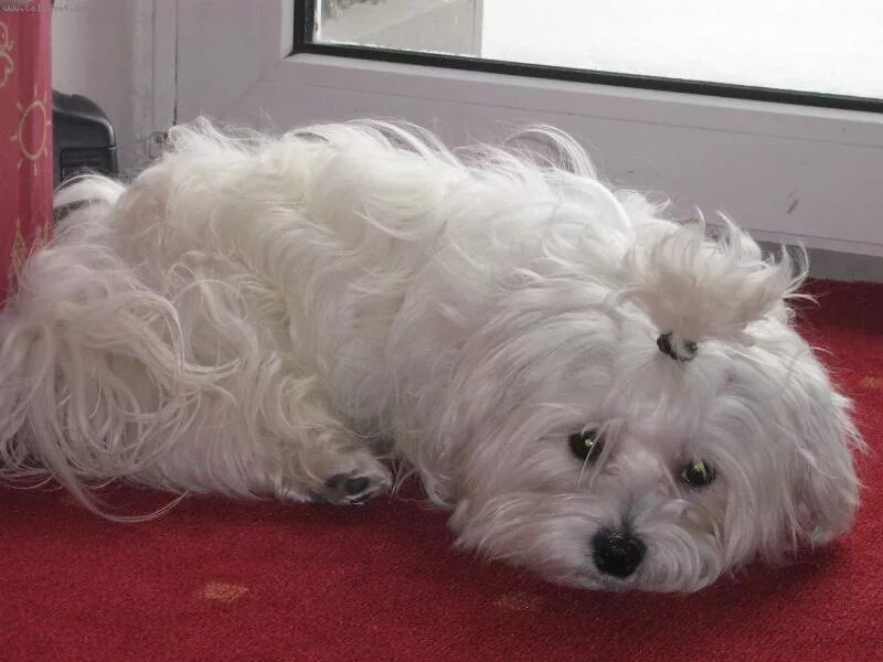 сколько живут болонки. сколько живут болонки. сколько живут болонки. мальтийская болонка teacup. породы собак мальтийская болонка.