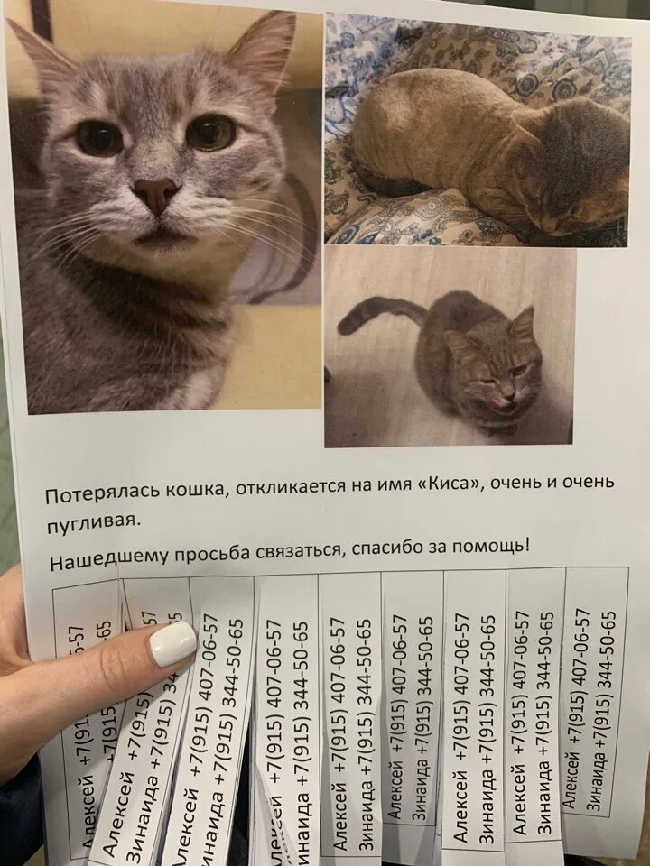 Не всегда откликается на имя. Потерялась кошка. пугливые кошки. как научить кота откликаться на имя.