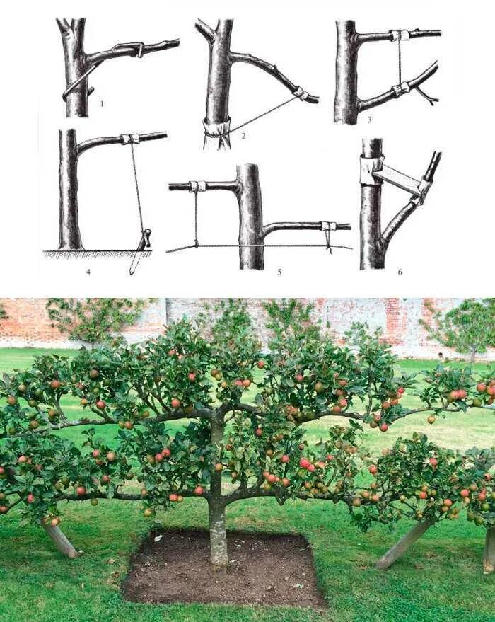 Формирование плодовых. Формировка кроны яблони. Формировка саженца яблони. Яблоня формировка кроны стланцевая. Крона яблонь формировка.