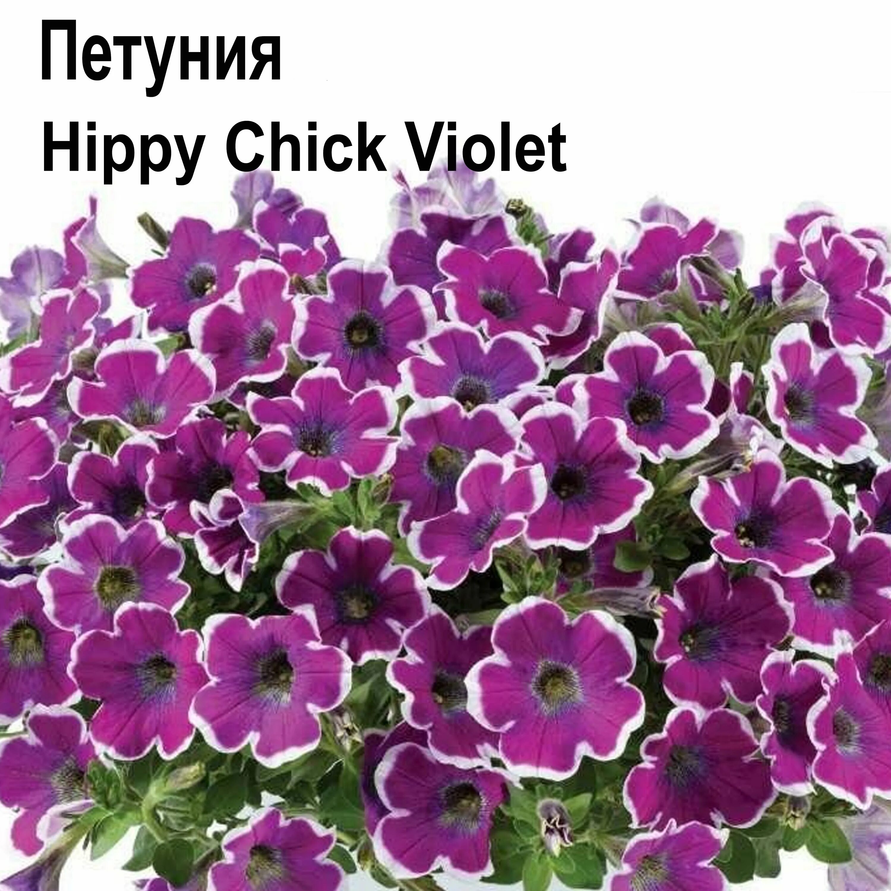 Петуния каскадиас виолет. Петуния хиппи чик. Петуния хиппи чик. Петуния каскадиас рим вайолет. Петуния каскадиас рим виолет.