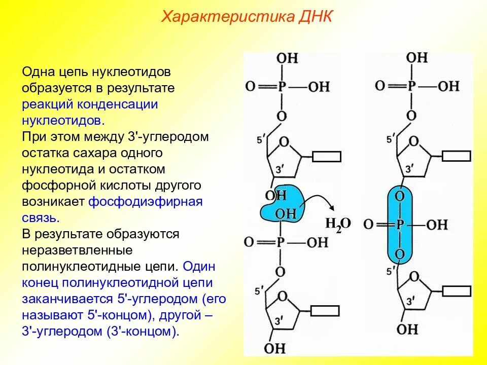 Какая связь между цепями днк. 3 5 фосфодиэфирная связь нуклеотидов. нуклеиновые кислоты атф. фосфодиэфирная связь в нуклеиновых кислотах. 3 5 фосфодиэфирная связь днк.