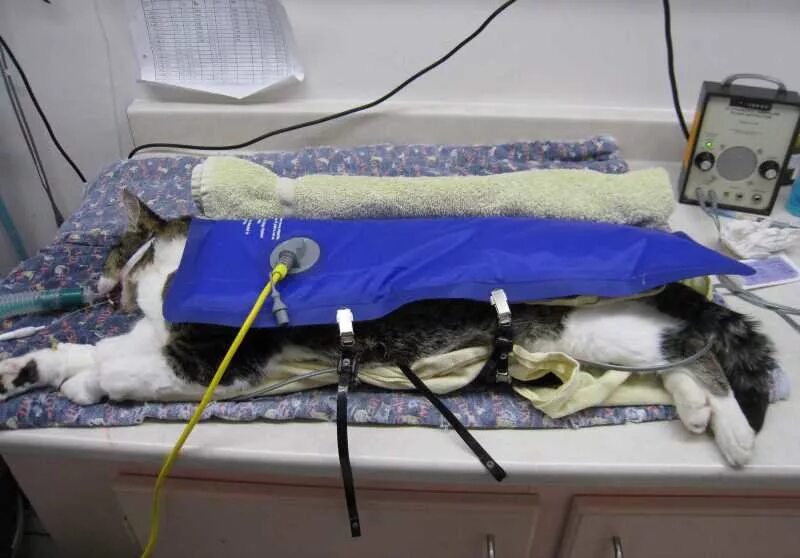 Как выходят из наркоза. Стерилизация кошки операция. Стерилизация кошек и послеоперационный. Кошка после наркоза после стерилизации.