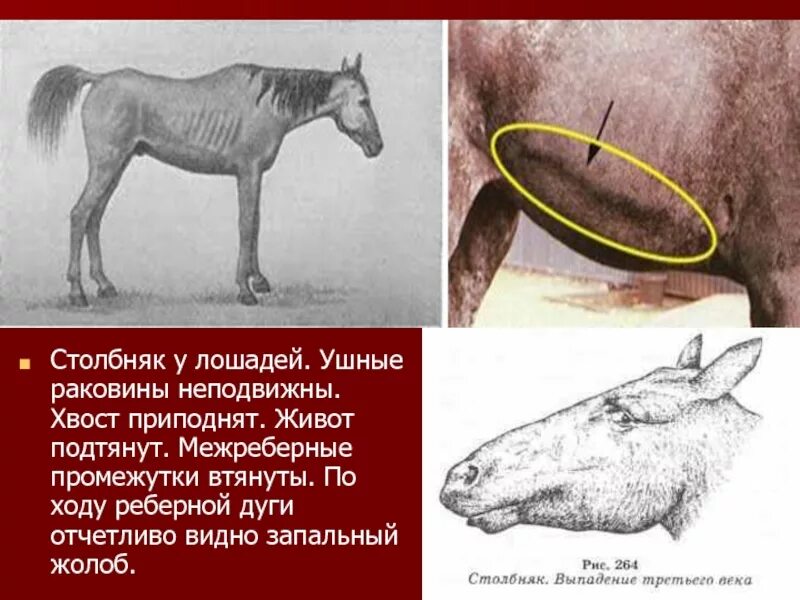 Столбняк можно вылечить. Столбняк животных профилактика. столбняк у лошадей симптомы.