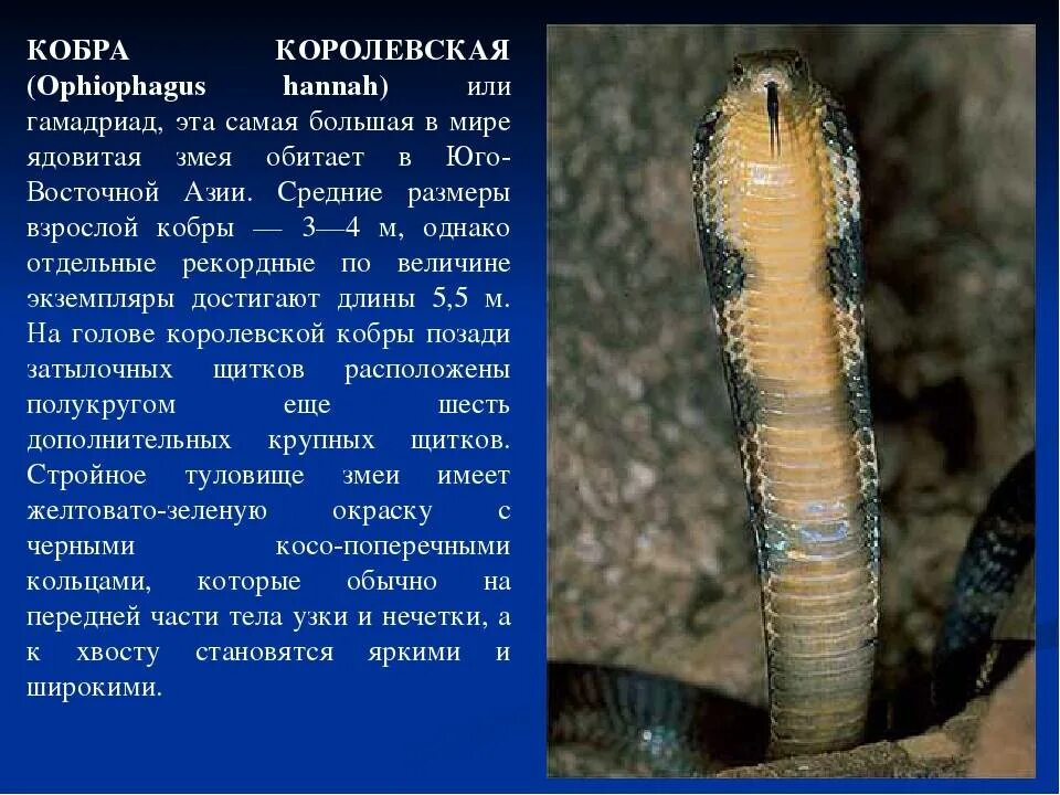 Истории про змеи. Королевская Кобра (Ophiophagus Hannah). Гамадриад или Королевская Кобра. Королевская Кобра 6 метров. Яд королевской кобры.