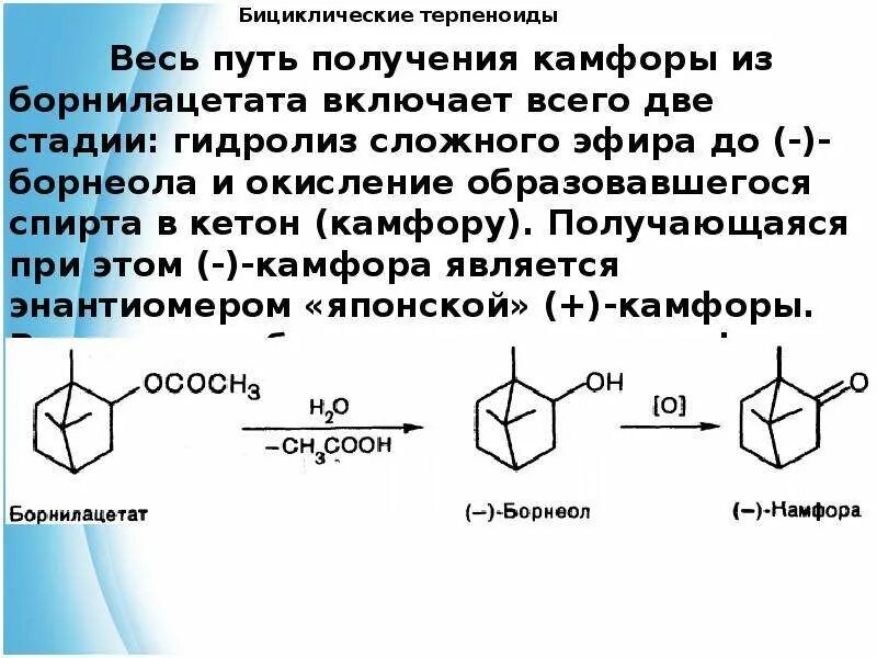 Синтез камфоры из борнилацетата. Синтез камфоры из -пинена. Синтез камфоры из камфена. Альфа пинен борнилацетат.