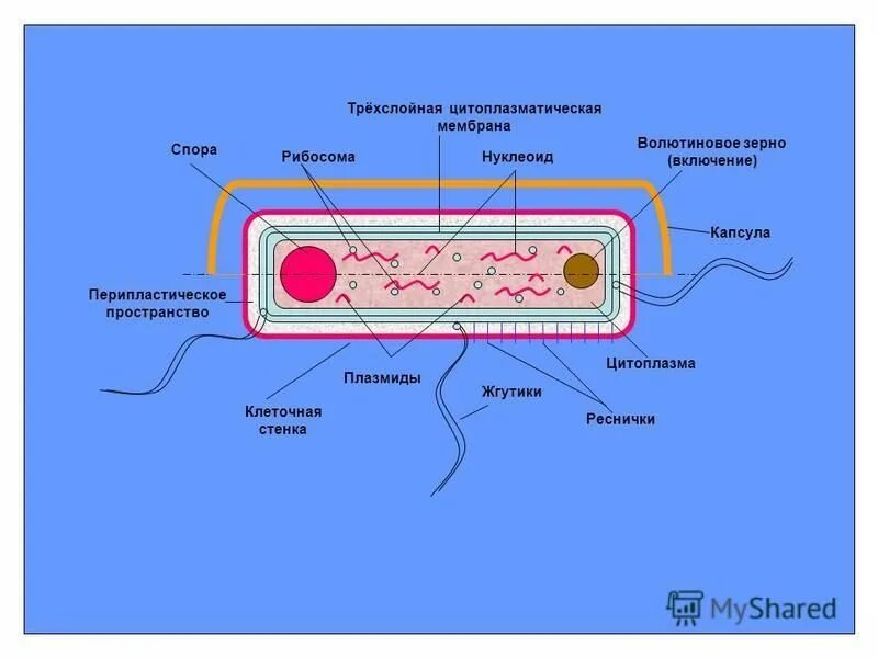 клетка бактерии рисунок для 5 класса биология. строение и жизнедеятельность бактерий. бактериальная клетка схема биология. цитоплазма жгутик. трехслойная цитоплазматическая мембрана.