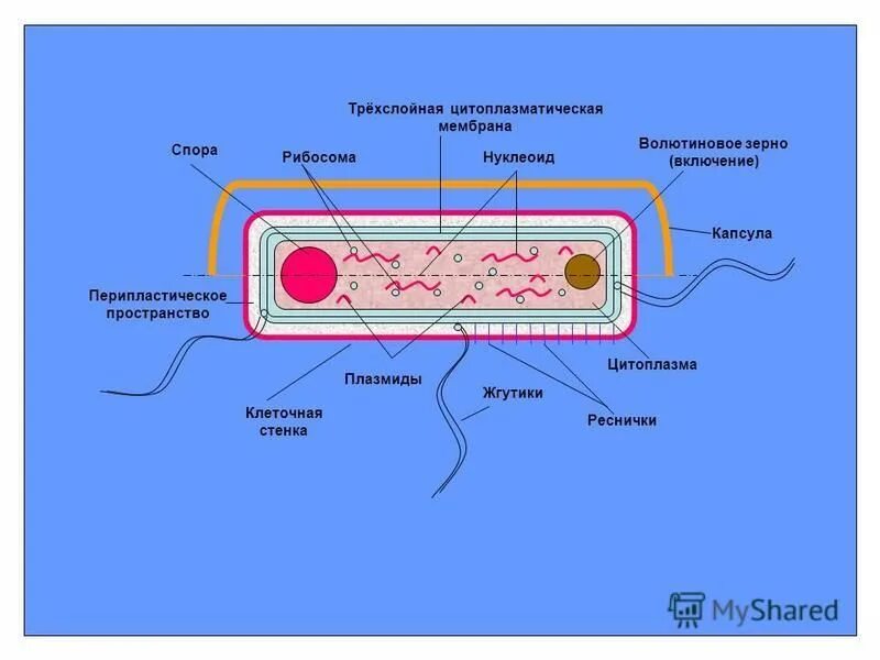 Плазмиды дрожжей. Строение цитоплазматической мембраны бактериальной клетки. Цитоплазма у вирусов. Трехслойная цитоплазматическая мембрана. Что такое нуклеоид у бактерий 5 класс.