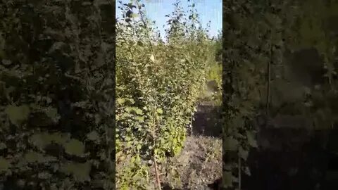 Черный принц саженец