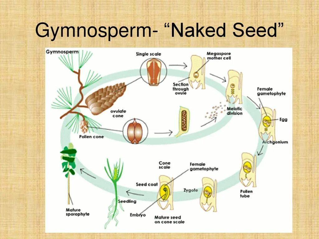 Seeding for a new generation