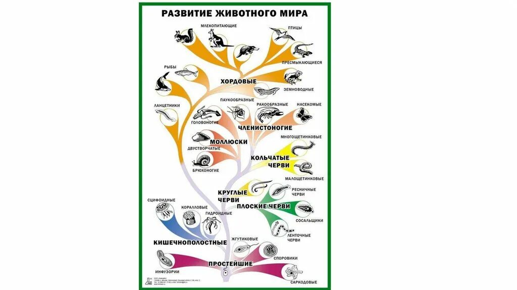 Основные этапы развития животных 8 класс