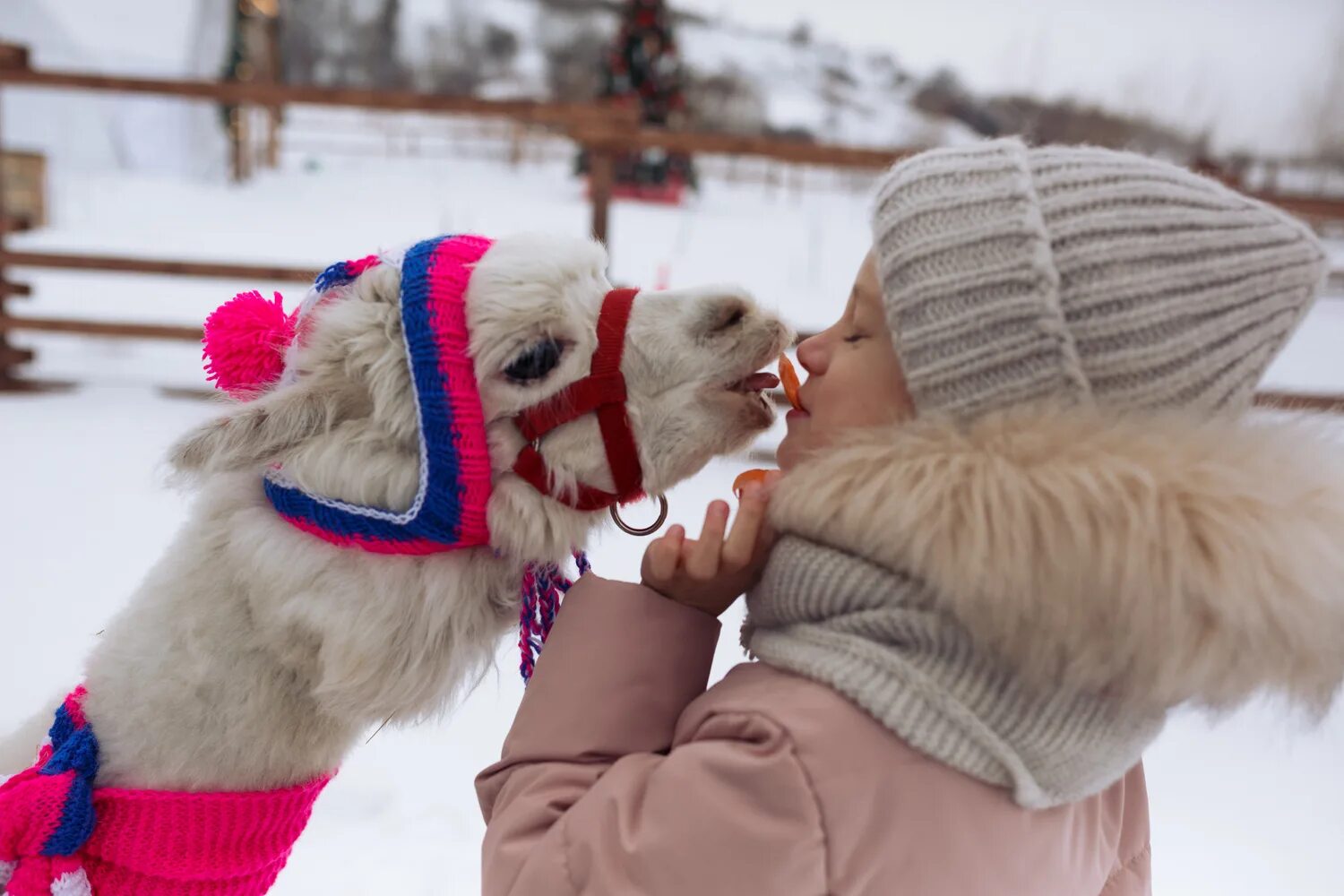 Альпака парк воронеж. Альпака парк воронеж белый. Лама парк воронеж. Альпака парк воронеж. Альпака парк воронеж.