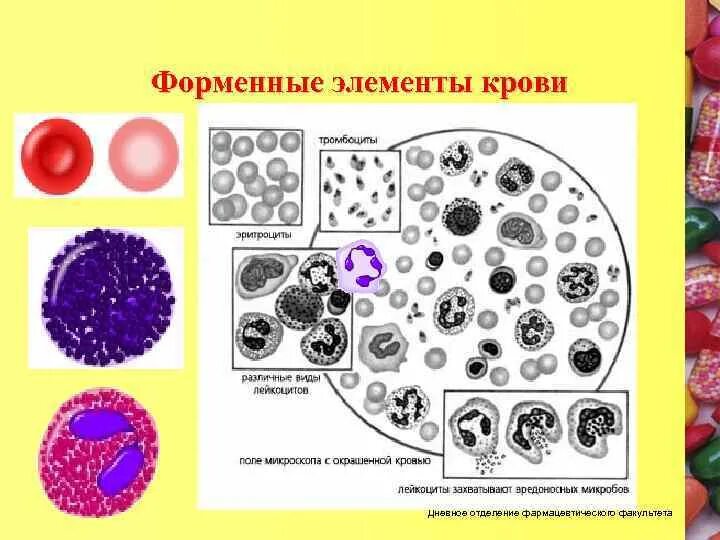 Форменные элементы называется. Форменные элементы называется