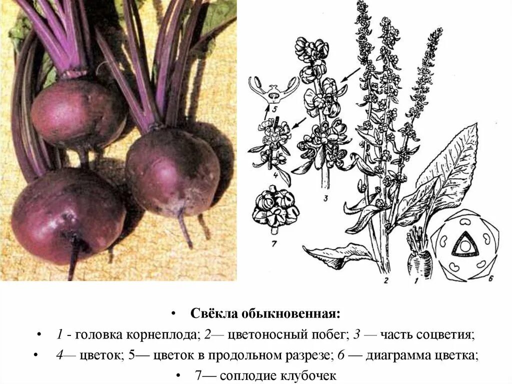 Свекла относится к группе. Плод семя и соплодие свеклы. Строение корнеплода сахарной свеклы. Ботаника соплодие свекла обыкновенная. Цветок свеклы строение.