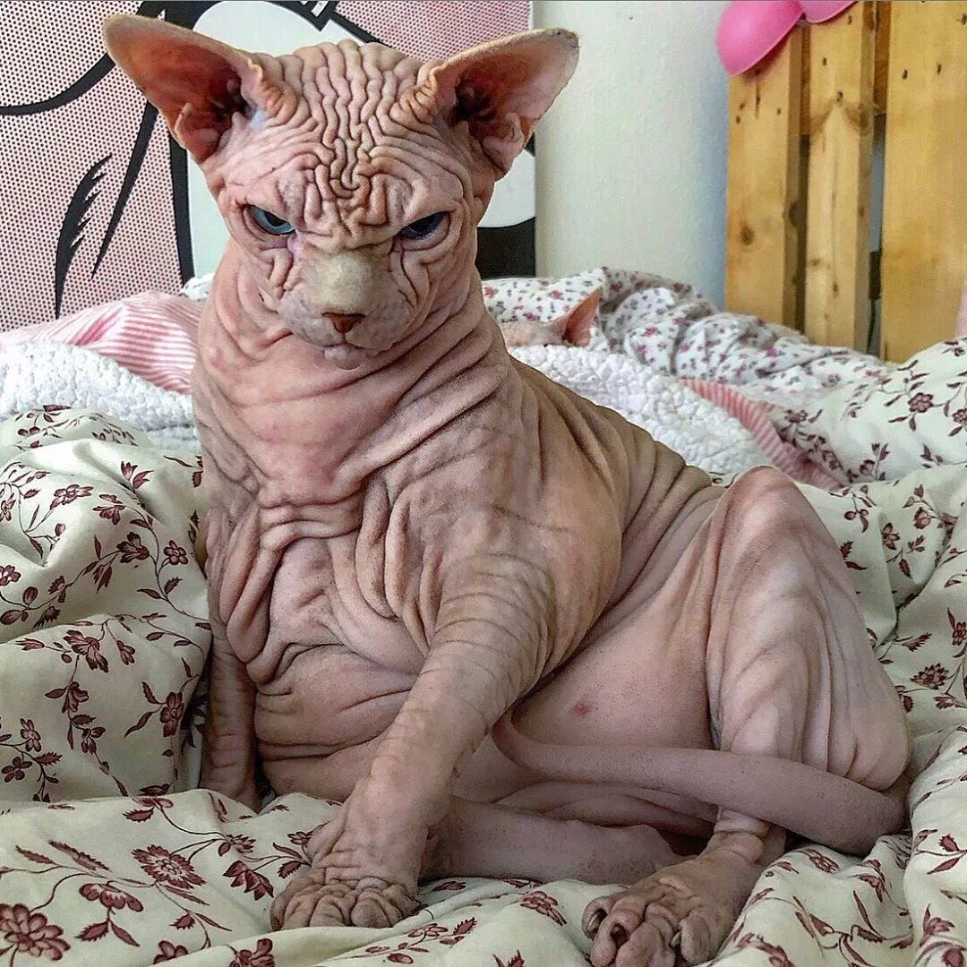 Почему коты странные
