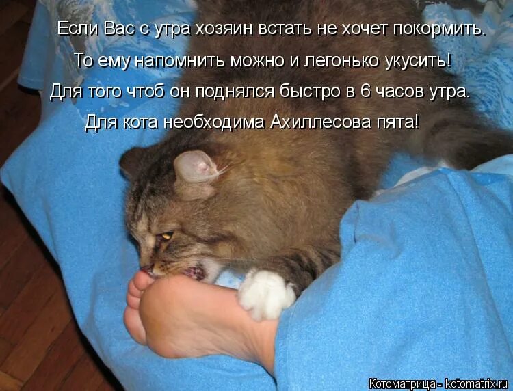 хозяин просыпайся. меня прет. я в пять утра. хозяин просыпайся. просыпайся мой хозяин будильник.