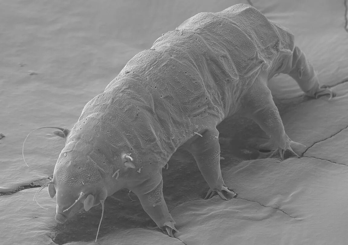 Жук тихоходка. Водный медведь тихоходка. Микробы бактерии тихоходки. Тихоходка (tardigrada). Тихоходка размер.