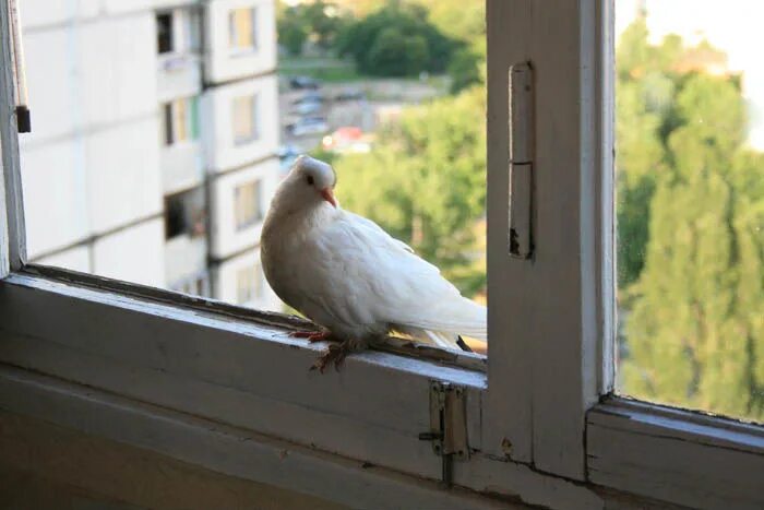 Птицы ударились в окно дома. Птица на подоконнике. Голубь на подоконнике. Птицы за окном. Белые голуби на окна.