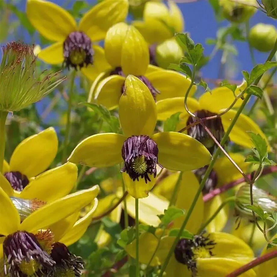 Clematis Golden Tiara Clematis, Plants, House plants