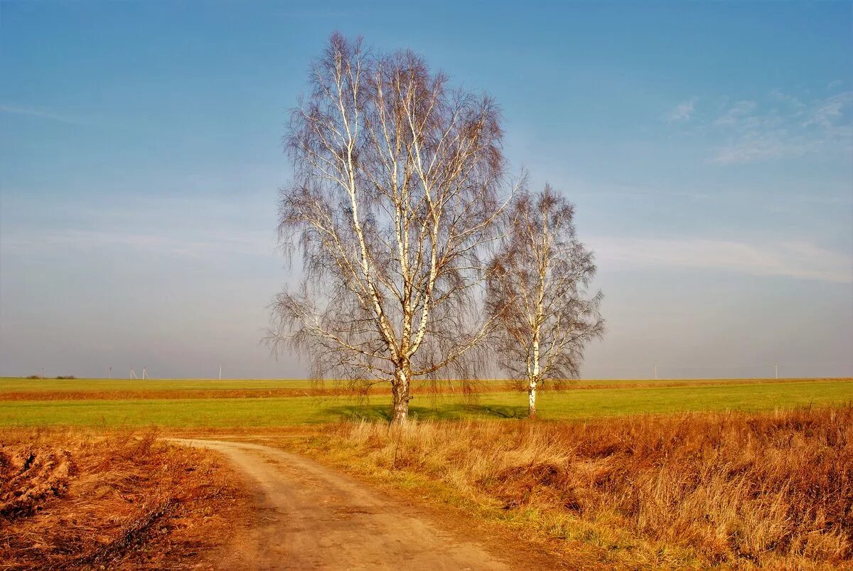 В лесу было тихо но в поле. Поля Берёзина. Осеннее поле. Берёзы на поле осенью. Береза в поле.