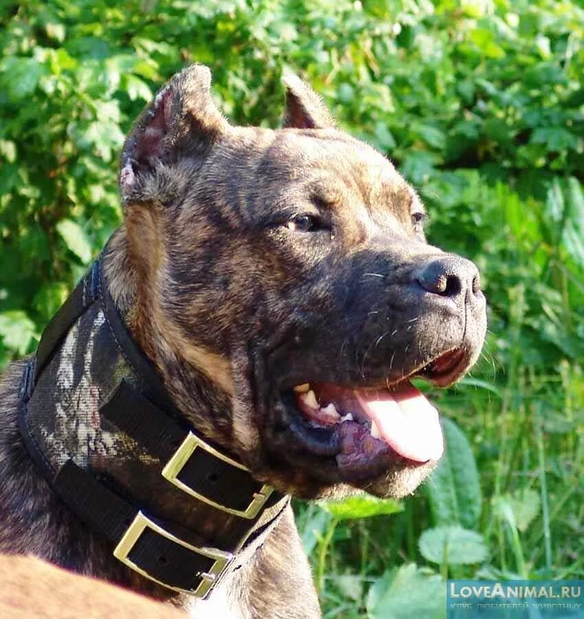 Алано эспаньол ( испанский бульдог). Алано эспаньол. Порода алано. Алано эспаньол собака. Порода алано эспаньол.