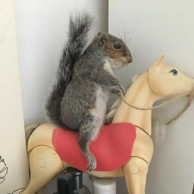 Чеширский кот. На меня нашло то странное. Чеширский кот. Паранормальные существа. Странные знаки в лесу.