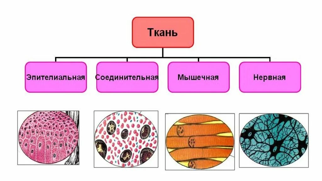 Три группы клеток. Типы тканей в человеческом организме. Основные типы тканей в организме человека. Схемы строения тканей человека. Типы тканей человека рисунки.