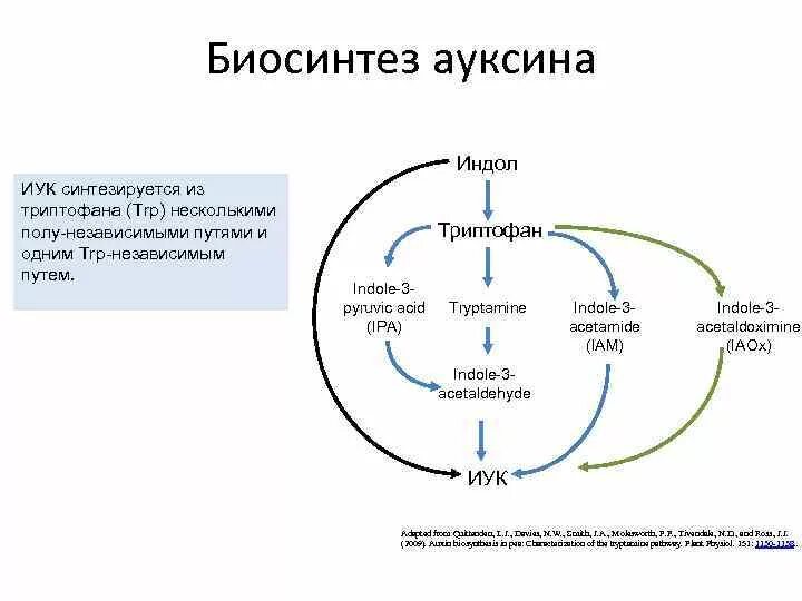 Биосинтез ауксинов. Триптофан синтезируется. Триптофан-зависимые пути биосинтеза ИУК. Схема регуляции у растений.