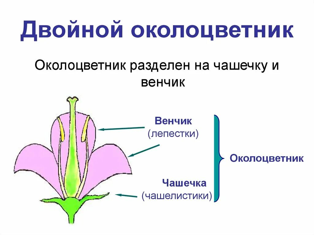 Примеры простых цветков. Околоцветник венчик и чашечка чашелистики=. Околоцветник чашечка и венчик. Строение околоцветника венчик. Цветок с двойным околоцветником биология 6 класс.