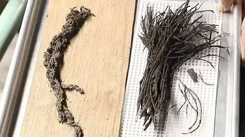Что нашли в цветах