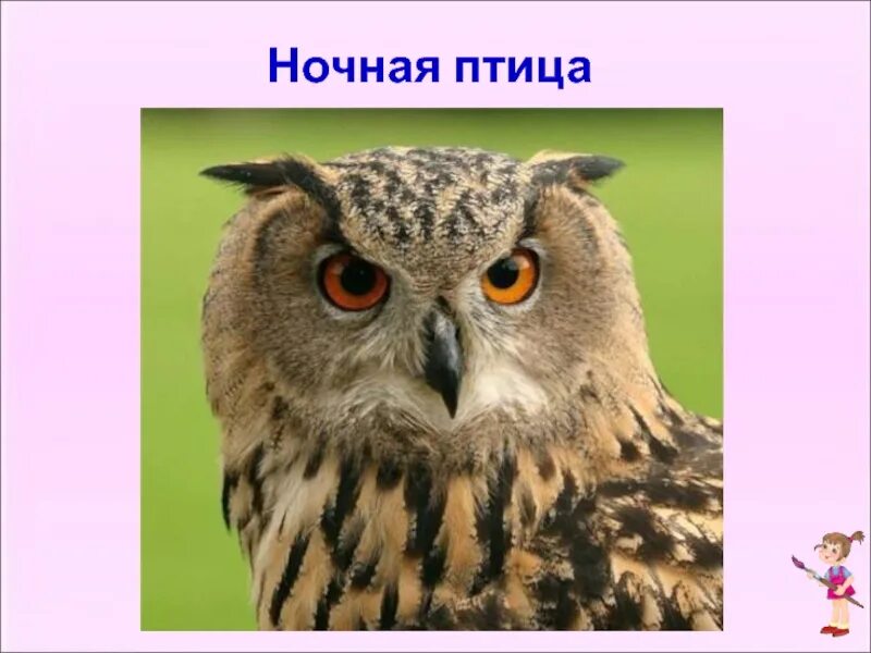 Слушать воскресенье птицы. Сова фото. ночные птицы презентация. птица кукумяу. ночная птица текст.